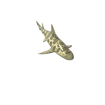 Leopard shark